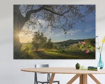 Coucher de soleil en Toscane, ancienne oliveraie et Casale Marittimo à S sur Stefano Orazzini