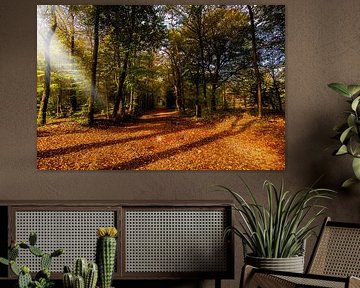 Chemin forestier d'automne avec rayons de soleil.