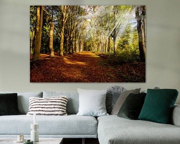 Autumn forest path with sunbeams. by Brian Morgan