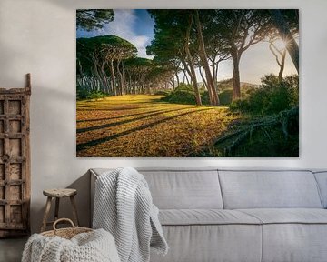 Pine trees at sunset. Baratti, Tuscany