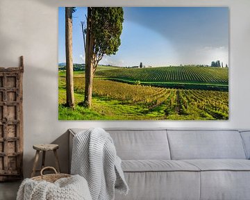 Cyprès et vignobles du Chianti, Toscane