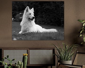 Hond in de tuin van Simon De Clippel