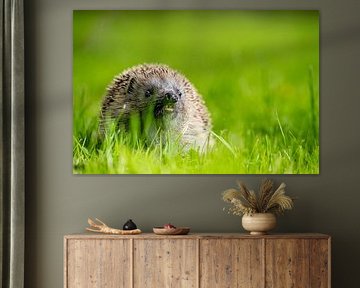 Hérisson dans le verger - 1 sur Bart van den Dikkenberg