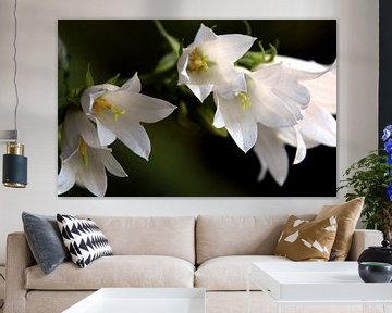 Een close-up foto van witte bloemen van Studio Mirabelle