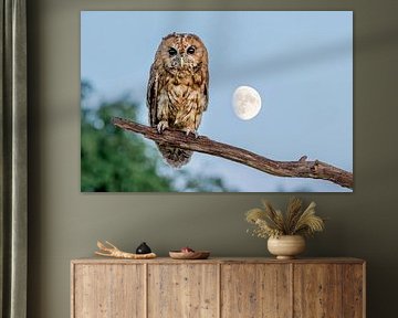Chouette hulotte avec la lune en arrière-plan sur Paula Ketz