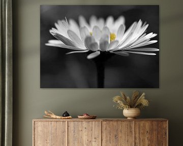 yellow von fantasina