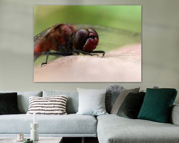 Blutrote Heidelibelle von Matthias Brix