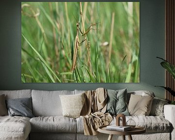 Europäische Gottesanbeterin von Matthias Brix