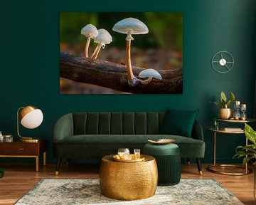 Champignon de porcelaine sur Bram de Jong