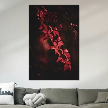 De rode herfst schoonheid.