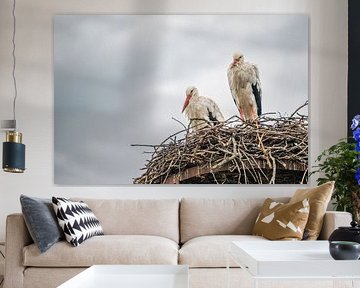 Zwei Störche auf einem Nest