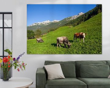 Cows graze on pasture by Torsten Krüger