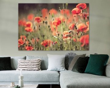 vanilla popies by fantasina