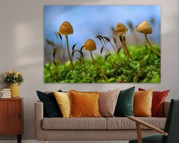 Les champignons en automne