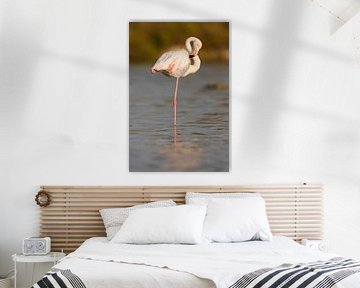Flamant rose (Phoenicopterus roseus)