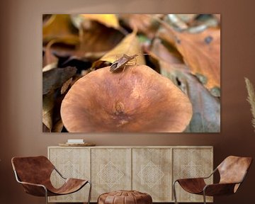 Close-up of the narrow-edged bug, Gonocerus acuteangulatus, posing on a mushroom by W J Kok