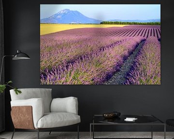 Lavande en fleurs à côté de champs de blé en Provence sur Sjoerd van der Wal Photographie