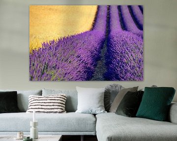 Lavande en fleurs à côté de champs de blé en Provence sur Sjoerd van der Wal Photographie