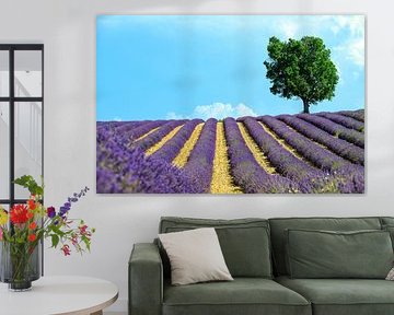 Lavande en fleurs en Provence lors d'une journée d'été sur Sjoerd van der Wal Photographie