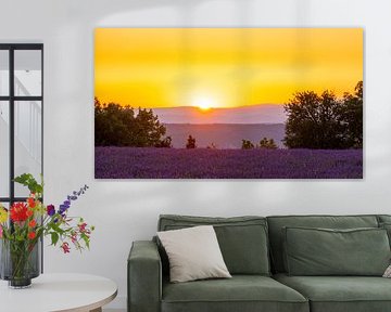 Lavande en fleurs en Provence au coucher du soleil sur Sjoerd van der Wal Photographie