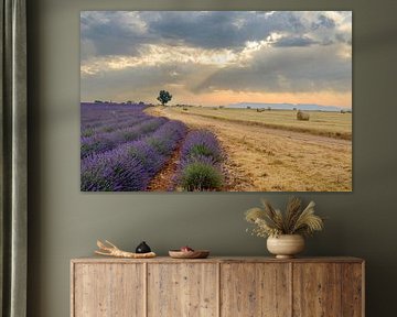 Lavande en fleurs en Provence au lever du soleil sur Sjoerd van der Wal Photographie