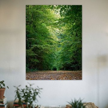 Wandelpad tussen de bomen