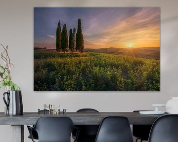 Tuscan Cypress Grove at Sunset in Bibbona Countryside, Italy by Stefano Orazzini