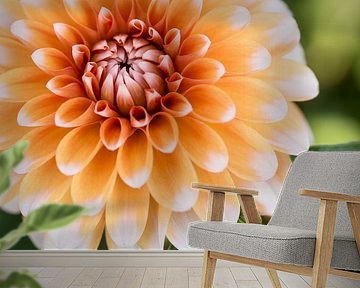 Orange beauty (close up of a beautiful, orange dahlia)