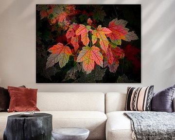 Autumn colours by Rob Boon