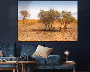 Landscape in Namibia's pristine countryside