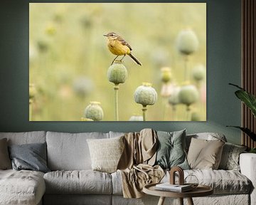 Yellow wagtail on poppy bulb - dreamy view