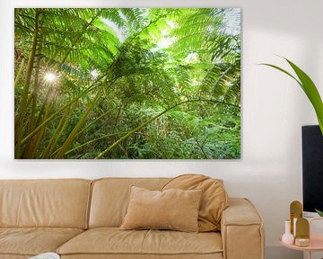 The imposing royal fern Angiopteris in Australia.