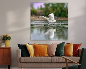 The little egret by Patrick Haleyt Photography