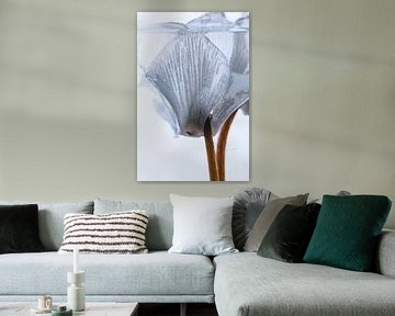 Witte cyclamen in ijs 1