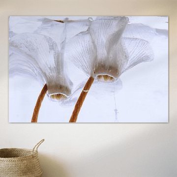 Weisse Alpenveilchen in Eis 3