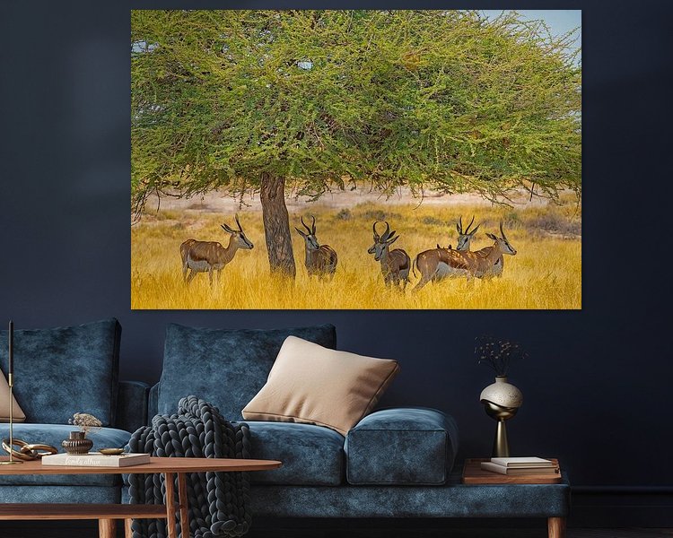 Aperçu de la chambre