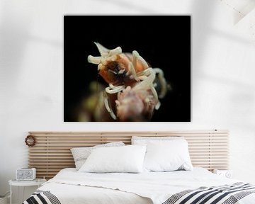 Zweepkoraalgarnaal, Tulamben, Bali, Indonesië