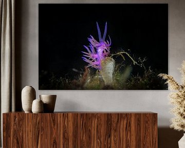 Paarse Flabellina Affinis zeeslak (nudibranch), Corfu, Griekenland