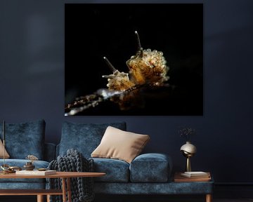 Racemose doto zeeslak (nudibranch), Tulamben, Balie, Indonesië