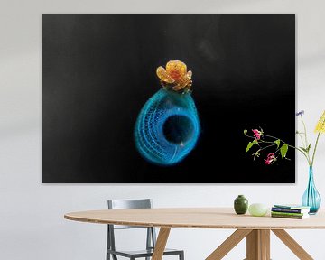 Odontonia bagginsi, Tulamben, Bali, Indonesiue