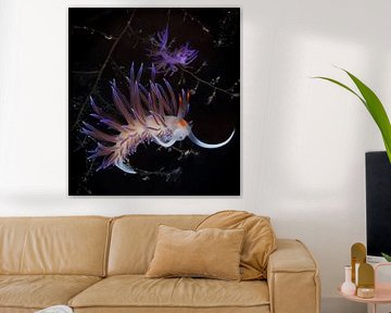 Wit/oranje/paarse Cratena peregrina en Flabellina affinis zeeslakken (nudibranch), Corfu, Griekenland