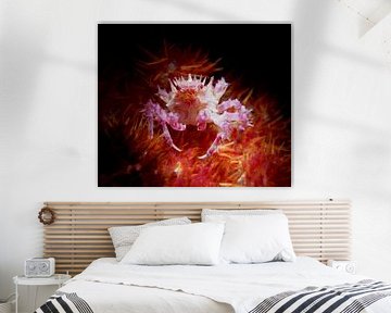 Candy crab, Tulamben, Bali, Indonesia by Aniek Stevense