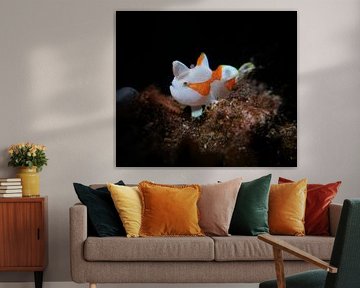 Juvenile clown frogfish, Tulamben, Bali, Indonesia by Aniek Stevense