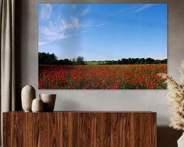 Champ de coquelicots