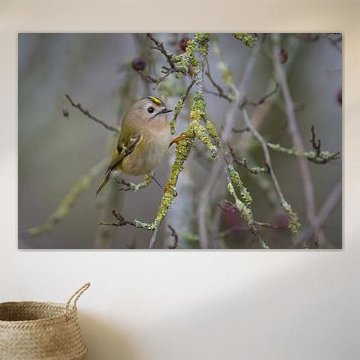 Goldcrest, smallest bird in Europe
