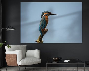 Martin-pêcheur sur une branche