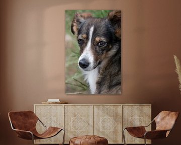 Portrait of a small, shy dog by Sonja Foerster-Odenthal