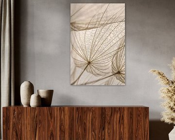 Landelijke eenvoud: Druppels rusten in de pluisjes van een Tragopogon van Marjolijn van den Berg