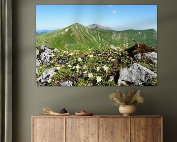 Fleurs des Alpes - des photos de nature colorées prises en montagne. Acheter maintenant une peinture murale ou une toile et découvrir la diversité des fleurs alpines. sur Miriam Schwarzfischer Fotografie