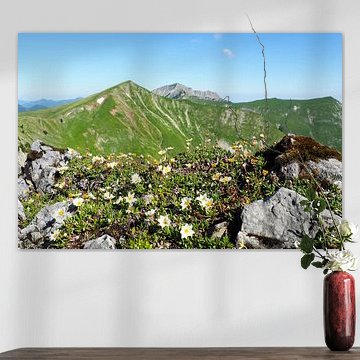Alpenblumen – farbenprächtige Naturfotografie aus den Bergen. Jetzt Wandbild oder Leinwand kaufen und alpine Blütenvielfalt erleben.